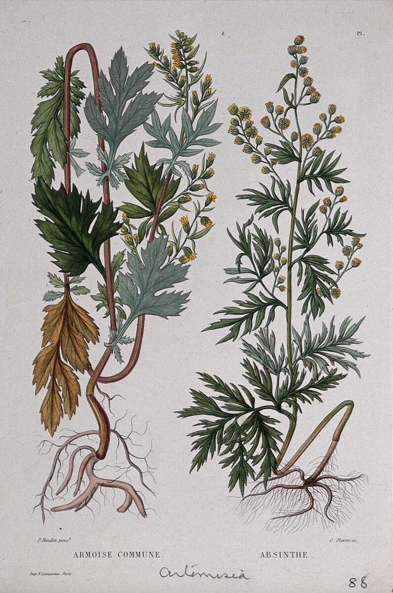 Mugwort and wormwood, botanical illustration, 1865, Wellcome Collection