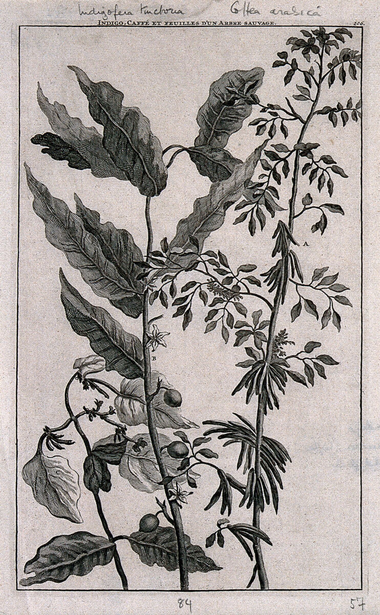 Indigo trade engraving, 1706