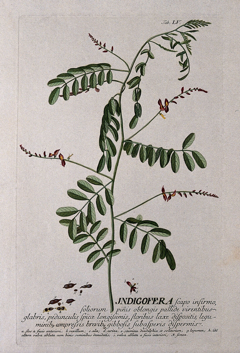 Indigo plant, botanical illustration by Georg Dionysius Ehret, c. 1750