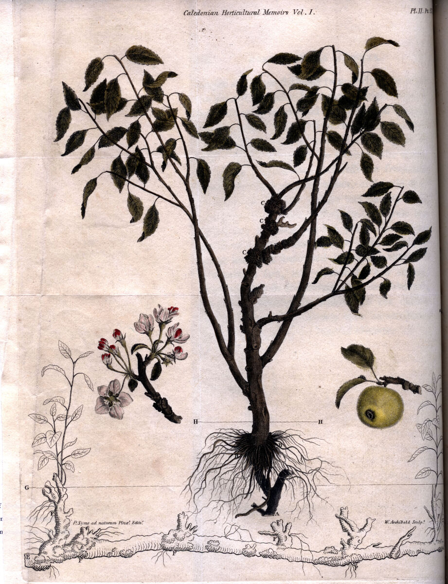 Apple tree engraving by William Miller, 1818