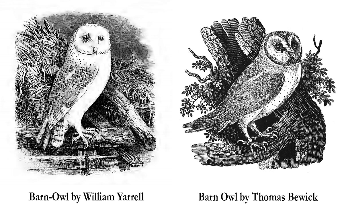 Barn owl engraving from History of British Birds, Thomas Bewick