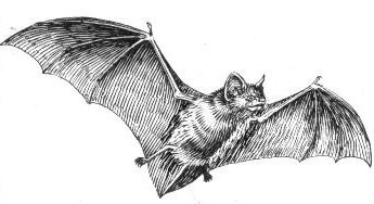 Bat illustration, natural history ink drawing