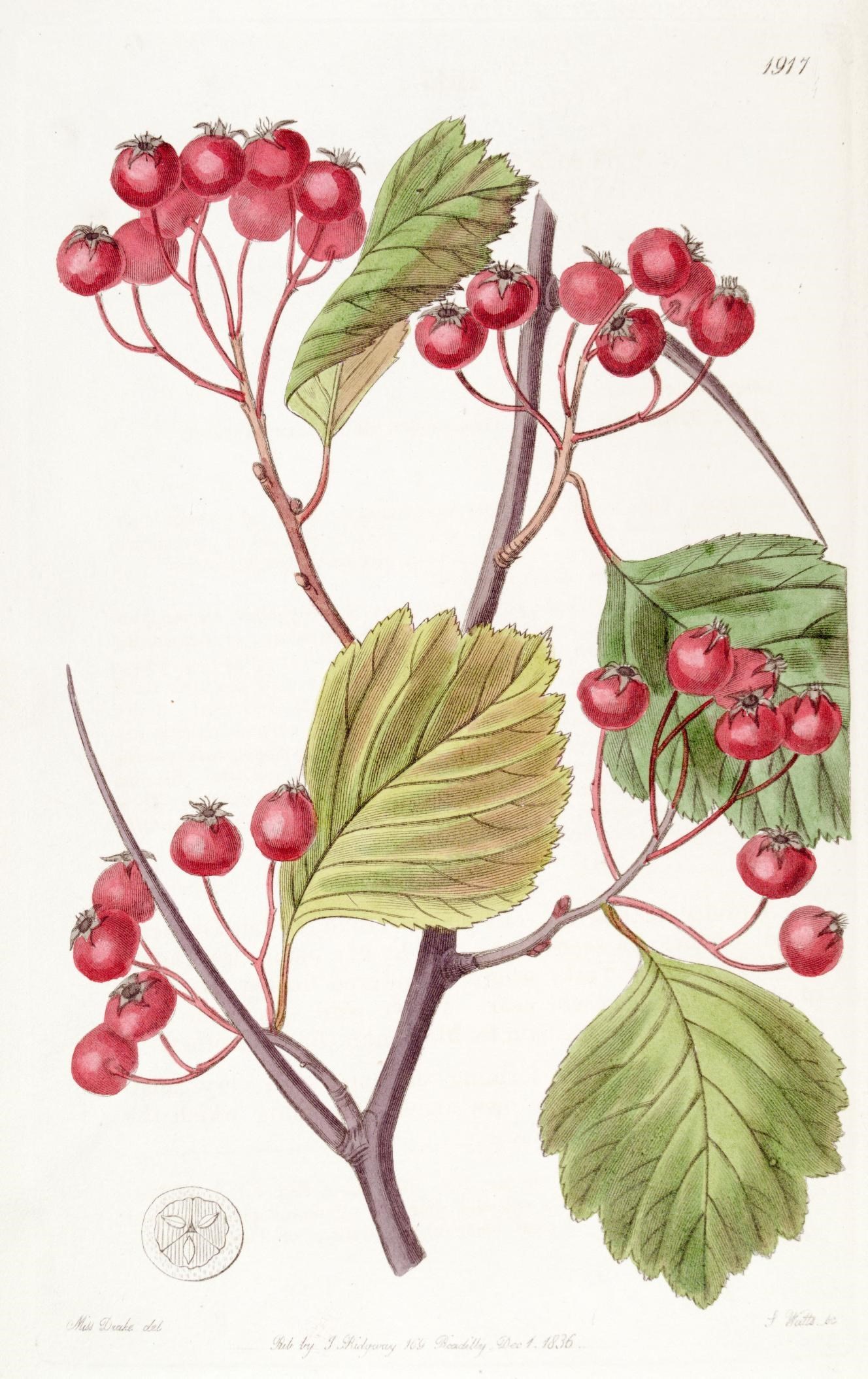 Hawthorn botanical plate from Edwards's Botanical Register, 1836