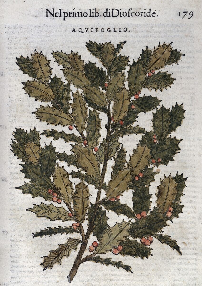 Holly branch, coloured woodcut from Mattioli's herbal, 1568, Wellcome Collection