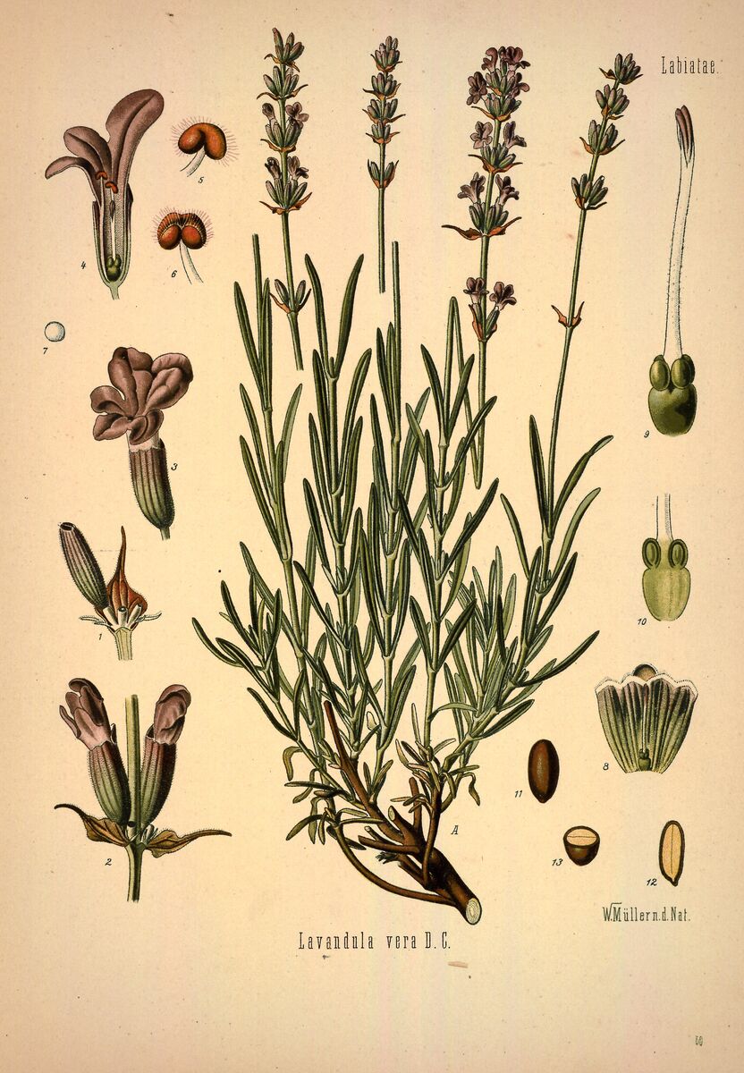 Lavender, Köhler's Medizinal-Pflanzen, Plate 60