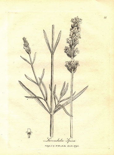 Lavandula spica, from Medical Botany by William Woodville, 1790