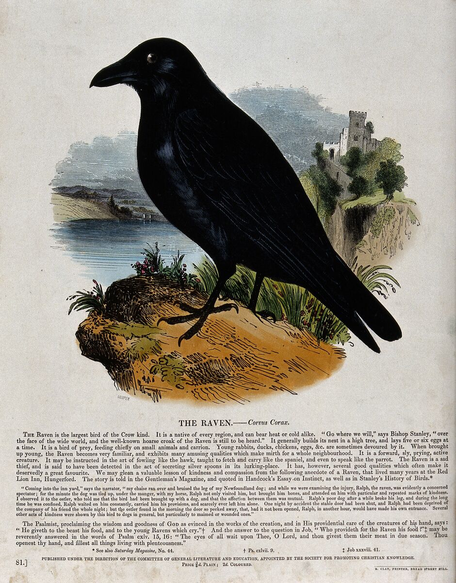 A raven stands on a mountain overlooking a castle and a river, 18th century engraving, Wellcome Collection