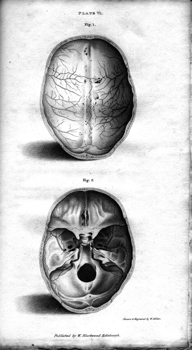 Human skull, engraving by William Miller