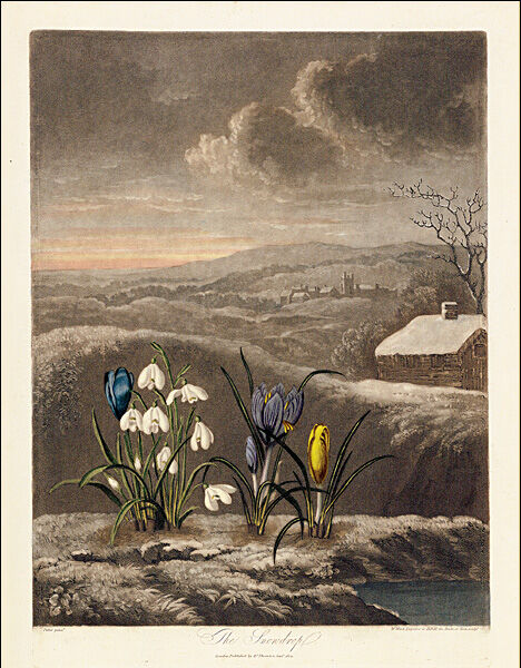 Snowdrop and crocus, from Robert Thornton's Temple of Flora, 1807