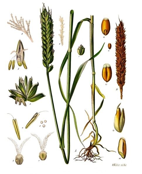 Triticum aestivum (wheat), Köhler's Medizinal-Pflanzen